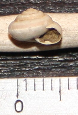 Hygromiidae da identificare